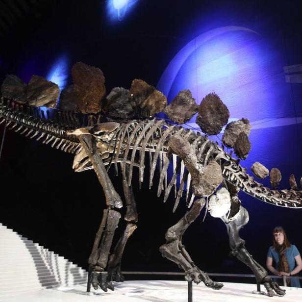 Ein Stegosaurus-Skelett im Natural History Museum in London