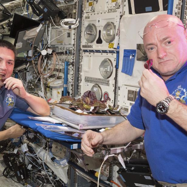 Die Astronauten Kjells Lindgren und Scott Kelly (re.) beißen erstmals in einen im All gewachsenen Salat