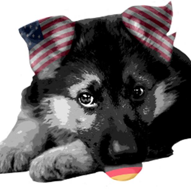 Ein Schäferhundwelpe mit Ohren im Design der US-Flagge kaut auf einem Ball in den Farben der Deutschlandflagge.