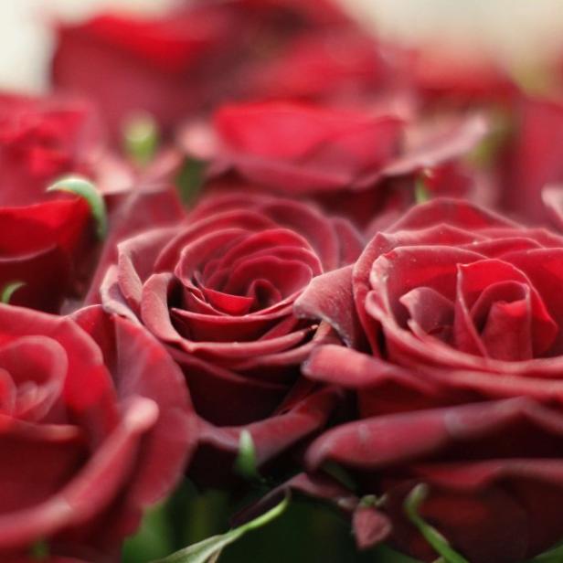 Red roses are pictured in a flower shop the day before Valentine&#039;s day in Vienna February 13, 2012. REUTERS/Lisi Niesner (AUSTRIA - Tags: ENVIRONMENT BUSINESS)