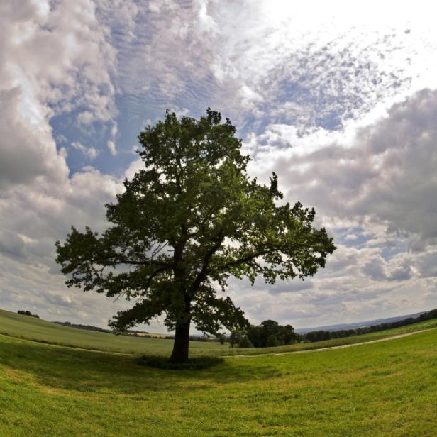 Eine Baum steht am Montag (20.06.2011) im Umland von Dresden vor einem bewölkten Himmel. Am morgigen Dienstag, (21.06.2011) beginnt in der mitteleuropäischen Zeitzone der astronomische Sommer. In Sachsen soll es in den kommenden Tagen jedoch noch nicht so richtig sommerlich werden mit einem Mix aus Sonnenschein und Regen. Foto: Arno Burgi dpa/lsn +++(c) dpa - Bildfunk+++