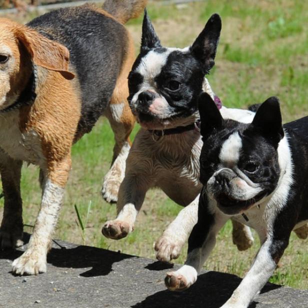 Drei Hunde unterschiedlicher Rassen springen über eine kleine Mauer.