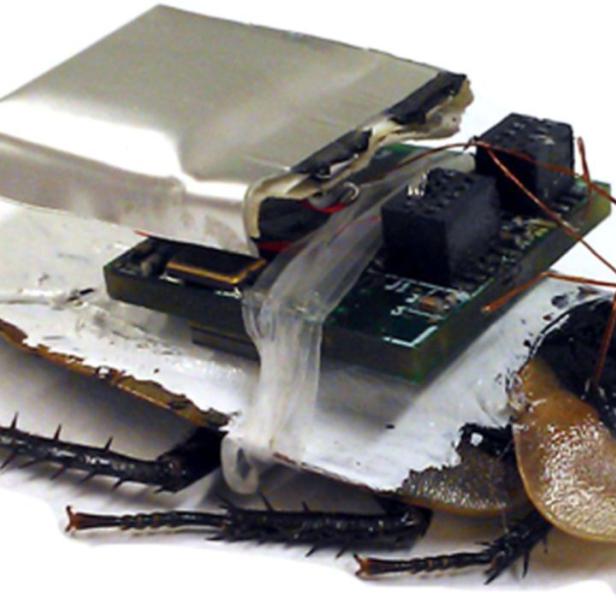 Die Bewegung von Kakerlaken kann durch Mikrocontroller-Einsatz und einer Verbindung zum Nervensystem ferngesteuert werden