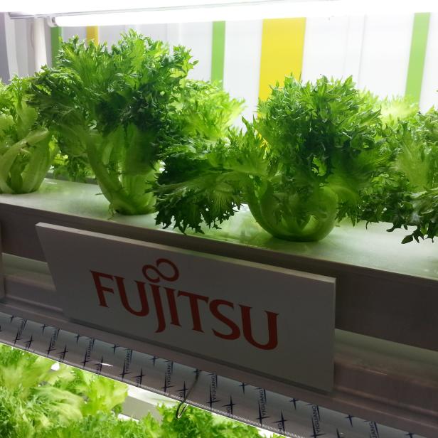 Fujitsu-Salat,