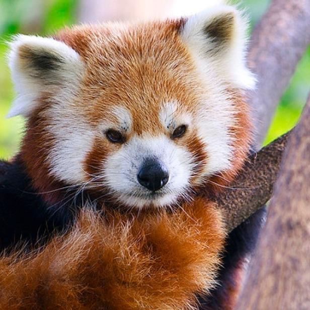 Ein roter Panda
