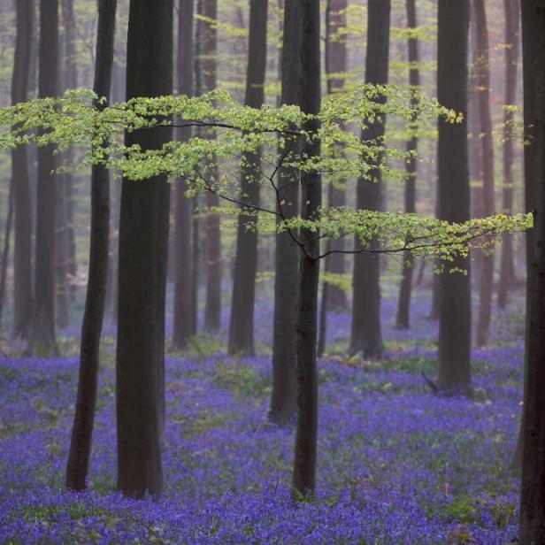 Blue Forest, Belgien