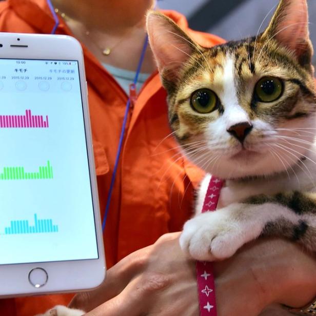 Eine Katze mit Smartphone