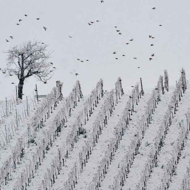 Ein Vogelschwarm