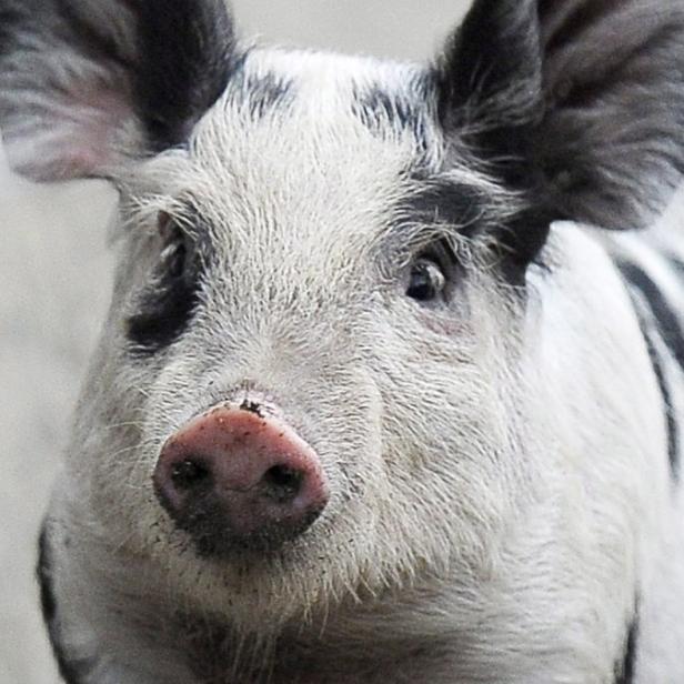 Nahaufnahme eines schwarz-weiß gefleckten Schweins.