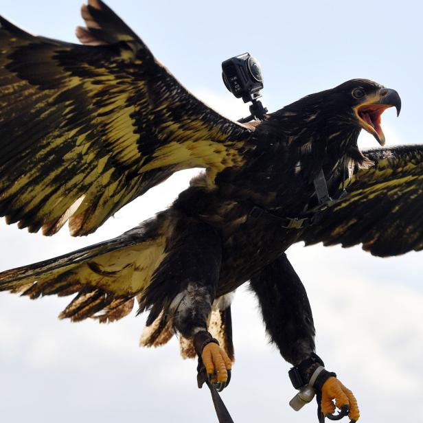 Ein Adler in Alaska verwechselte eine Drohne mit Beute.