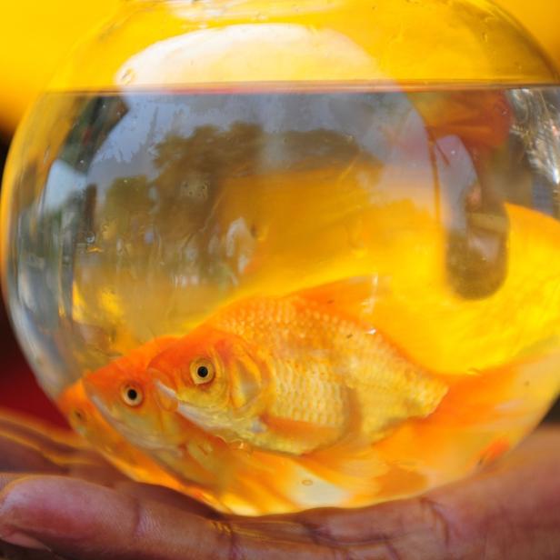 Jemand, der ein Goldfisch-Glas auf der Hand trägt