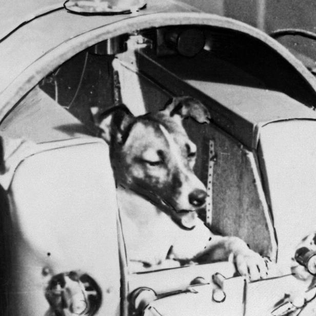 Ein Hund sitzt in einer sowjetischen Raumkapsel.