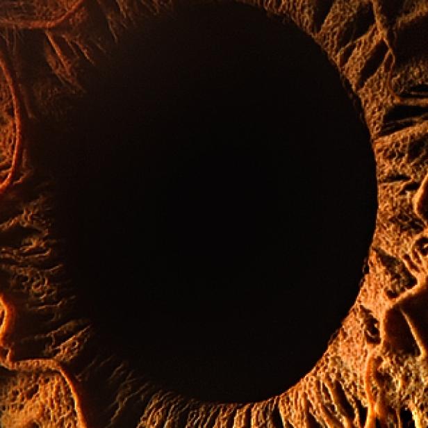 Nahaufnahme einer braunen Iris mit schwarzer Pupille.