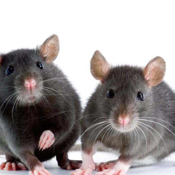 Zwei graue Ratten sitzen auf einem weißen Hintergrund.