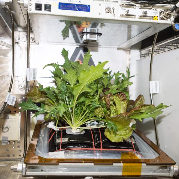 SPACE-ISS-VEGETABLES-HARVEST