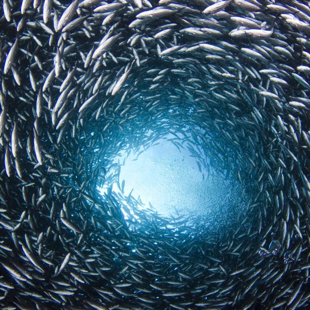 Braungebänderte Schnapper im Wasser, Galapagosinseln, Ecuador.