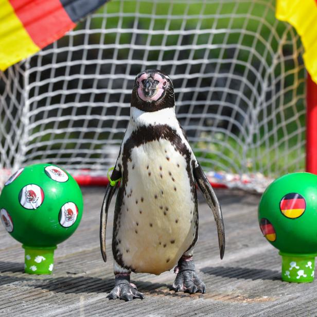 GERMANY-ANIMALS-PENGUIN-FBL-WC-2018-ORACLE