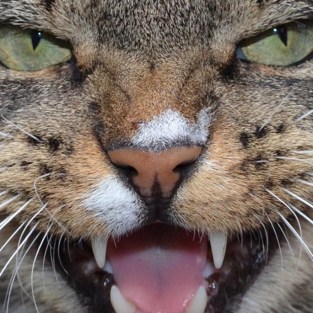 „Katzen waren schon zu Beginn des Internets, wie wir es heute kennen, mit dabei.“