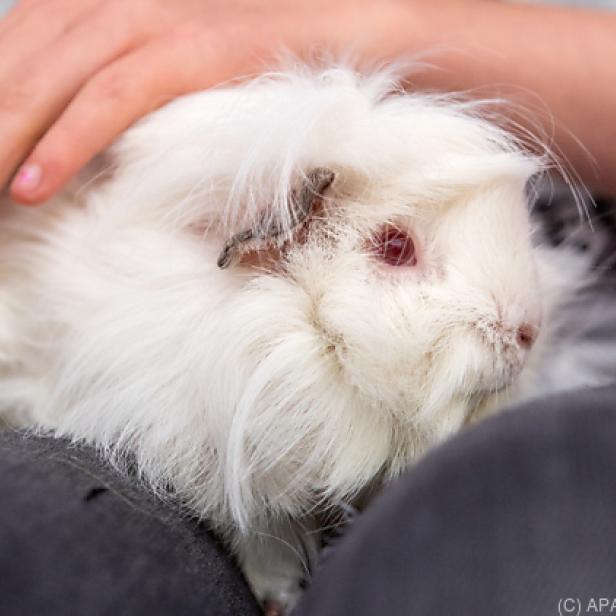 Meerschweinchen werden nicht gerne gestreichelt