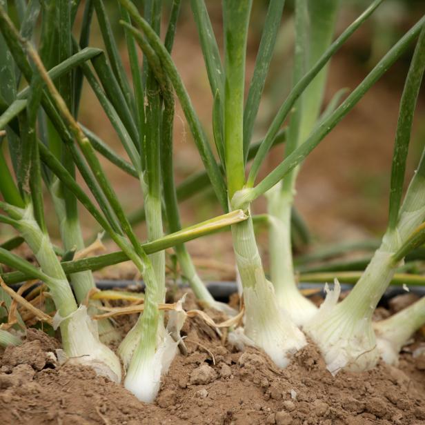 Onions are seen at a plantation in Samalayuca