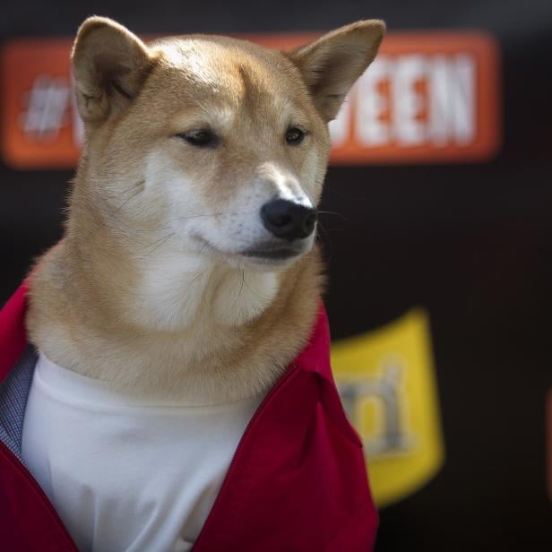 A dog known as "Menswear Dog", a 5-year-old Shiba Inu, poses for photos during the 24th Annual Tompkins Square Halloween Dog Parade in New York