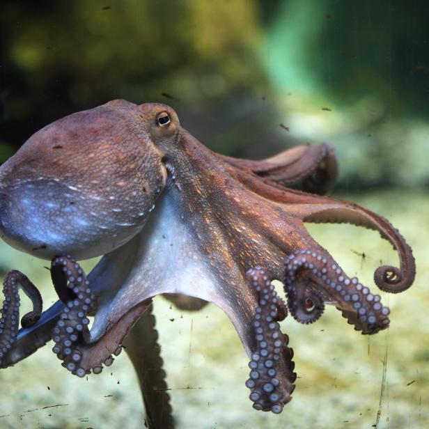 Gemeiner Krake (Octopus vulgaris).