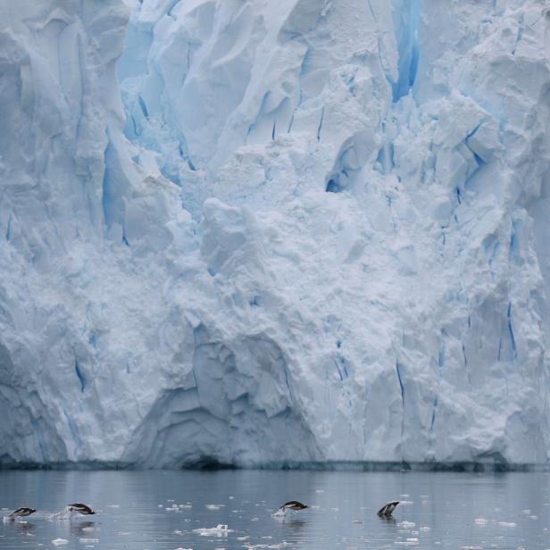 FILE PHOTO: Penguins swim next to a glacier in Neko Harbour, Antarctica, February 16, 2018.