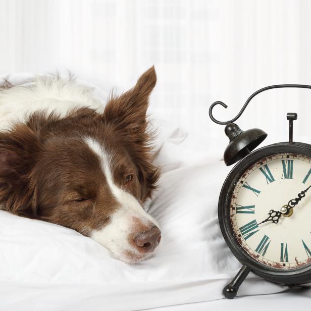 Lovely Collie border breed dog sleeping in bed