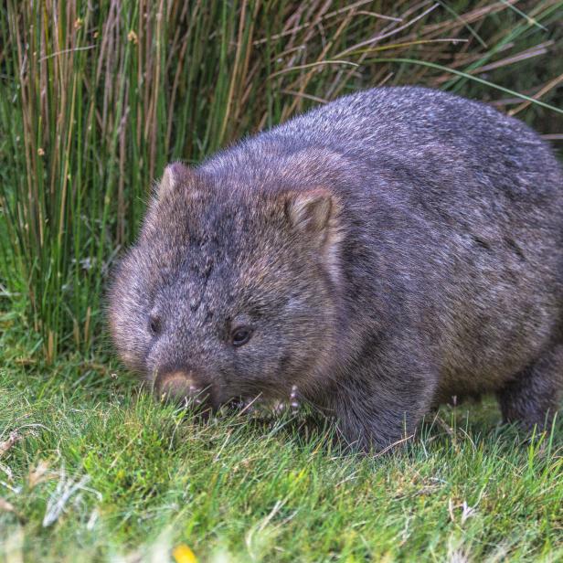 Ein Wombat frisst Gras auf einer Wiese.