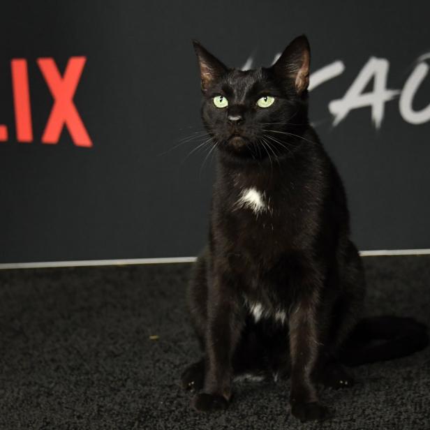 &quot;Salem&quot;, die Katze von Sabrina.