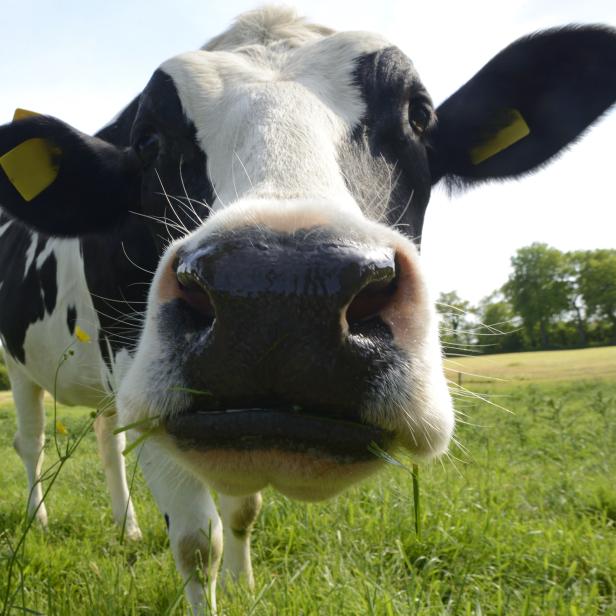 Curious Cow