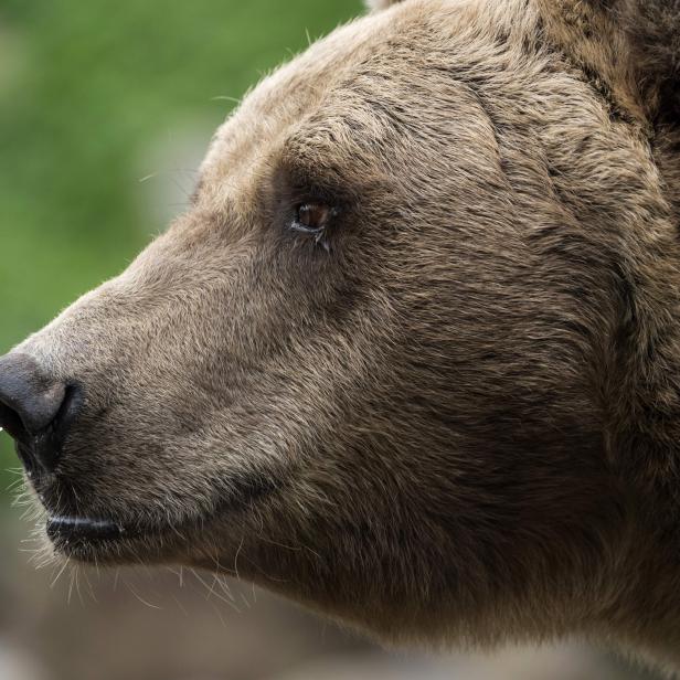 FRANCE-ZOO-ANIMALS-BEAR