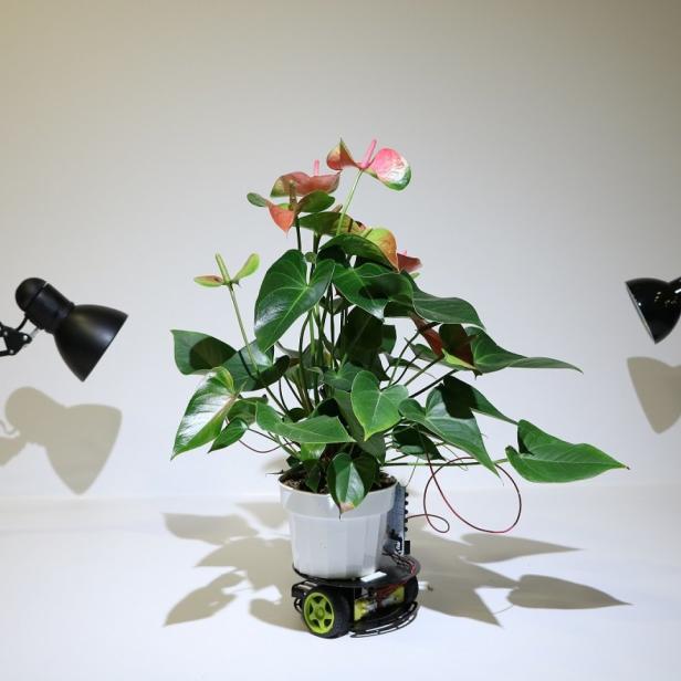 Eine Anthurie steht in einem Topf auf einem kleinen Roboter, flankiert von zwei Schreibtischlampen.