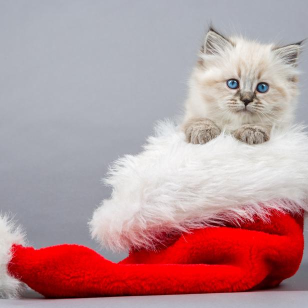 Portrait of Siberian kitteni n the Christmas hat