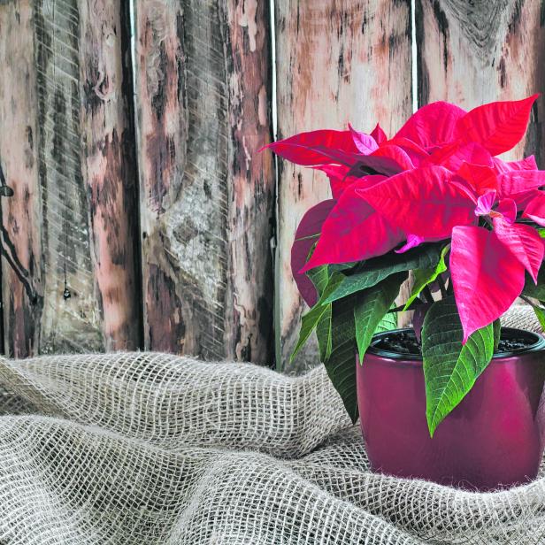 Christmas poinsettia isolated on the vintage wooden background.