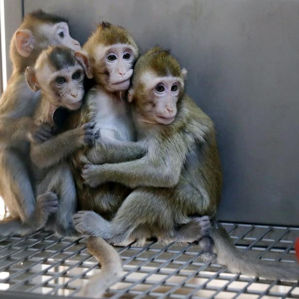 Affen, die aus einem geneditierten Makaken mit Störungen des zirkadianen Rhythmus geklont wurden, sind in einem Labor des Instituts für Neurowissenschaften der Chinesischen Akademie der Wissenschaften in Shanghai zu sehen.