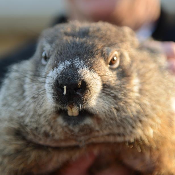 Groundhog co-handler Ploucha holds up groundhog Punxsutawney Phil after Phil's annual weather prediction on Gobbler's Knob on the 130th Groundhog Day in Punxsutawney