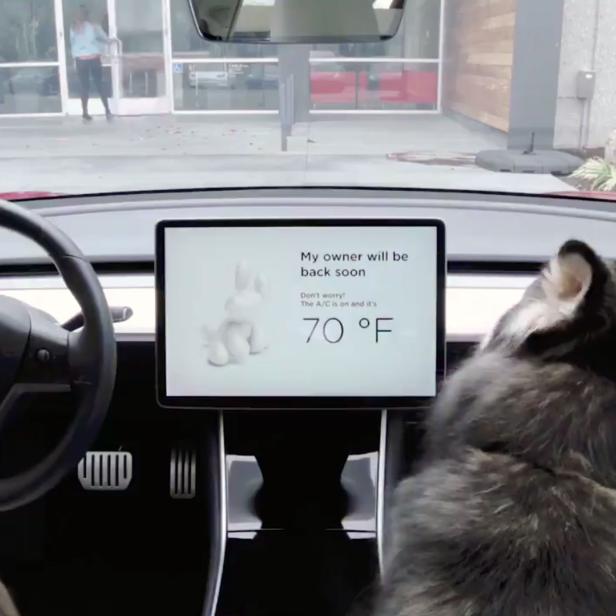 Der Hunde-Modus im Tesla Model 3