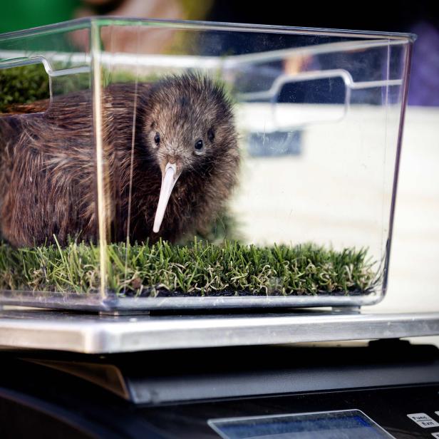 NETHERLANDS-KIWI-ANIMAL