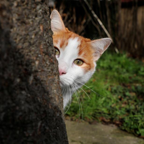 FILE PHOTO: Istanbul: city of cats