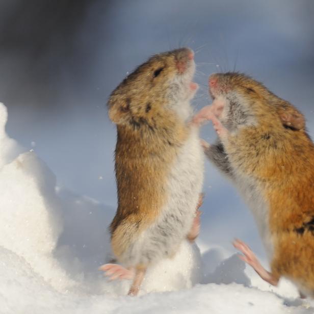 Winter fight of two Striped Field Mice