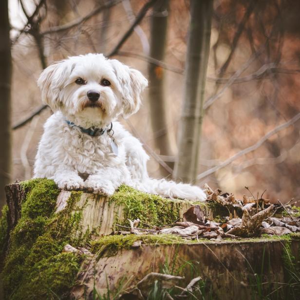 Hund liegt auf einem Baumstamm