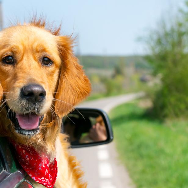 Golden Retriever Looking Out Of Car Window