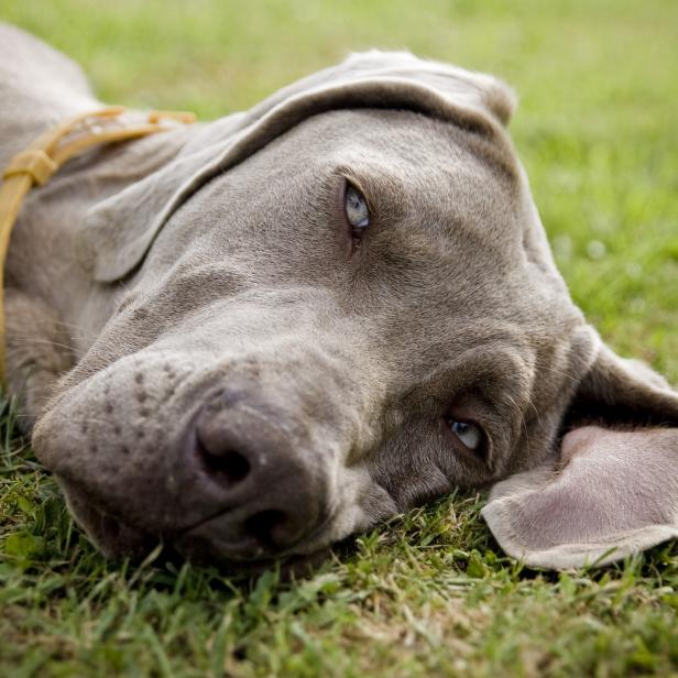 Weimaraner dog sleeping in a field