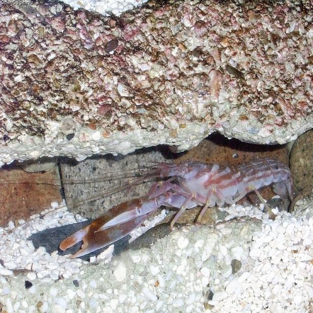 Ein blassrosa Knallkrebs versteckt sich unter einem Felsen.