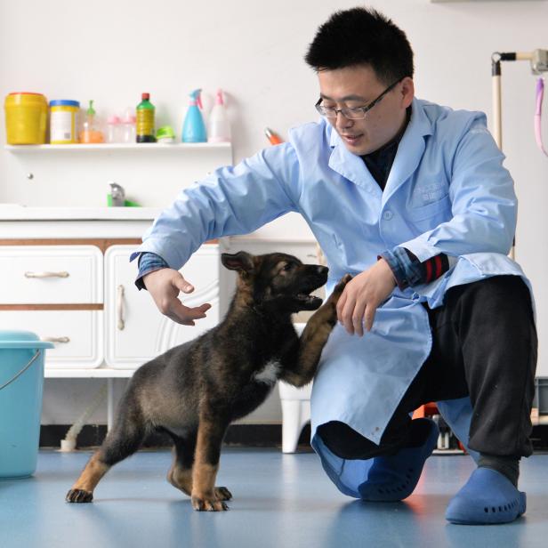 Ein Forscher interagiert in Peking mit Kunxun, einem von einem Polizeihund geklonten Hund.