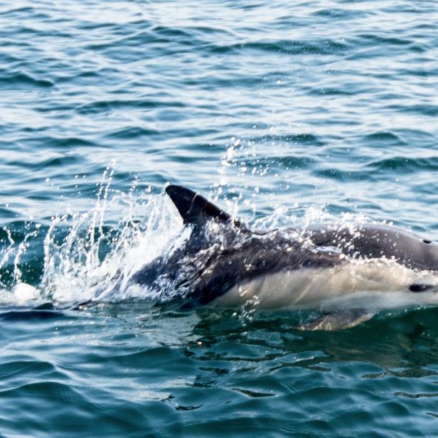 Marine Hitzewellen haben bedeutende Langzeitfolgen für Delfine