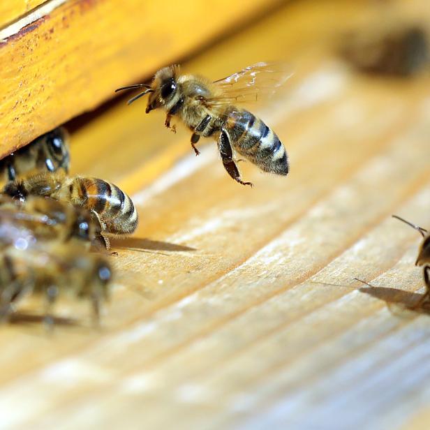 Bienen fliegen in einen Bienenstock.