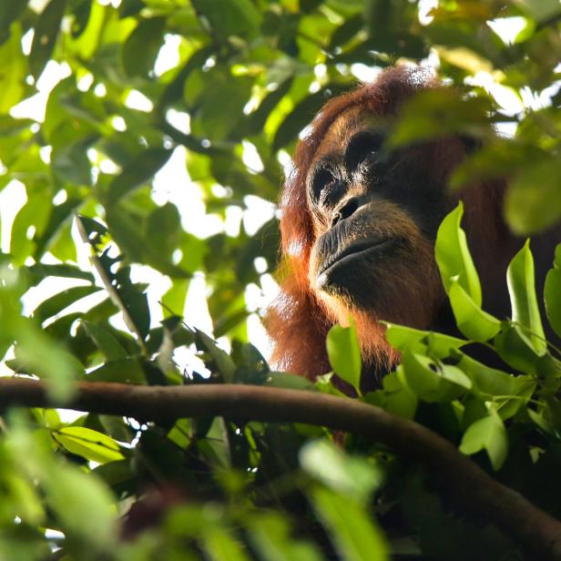 Ein Orang-Utan sitzt zwischen grünen Blättern in einem Baum in Indonesien.