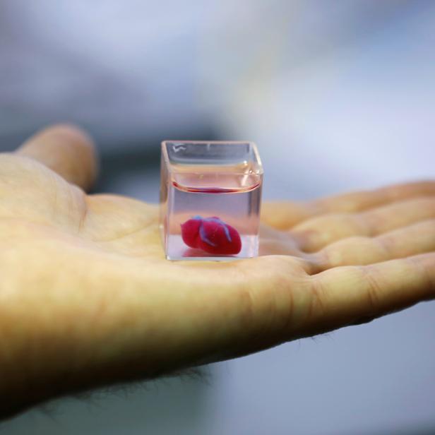 A transparent cup containing what Israeli scientists from Tel Aviv University say is the world's first 3D-printed, vascularised engineered heart, is seen during a demonstration at a laboratory in the university, Tel Aviv